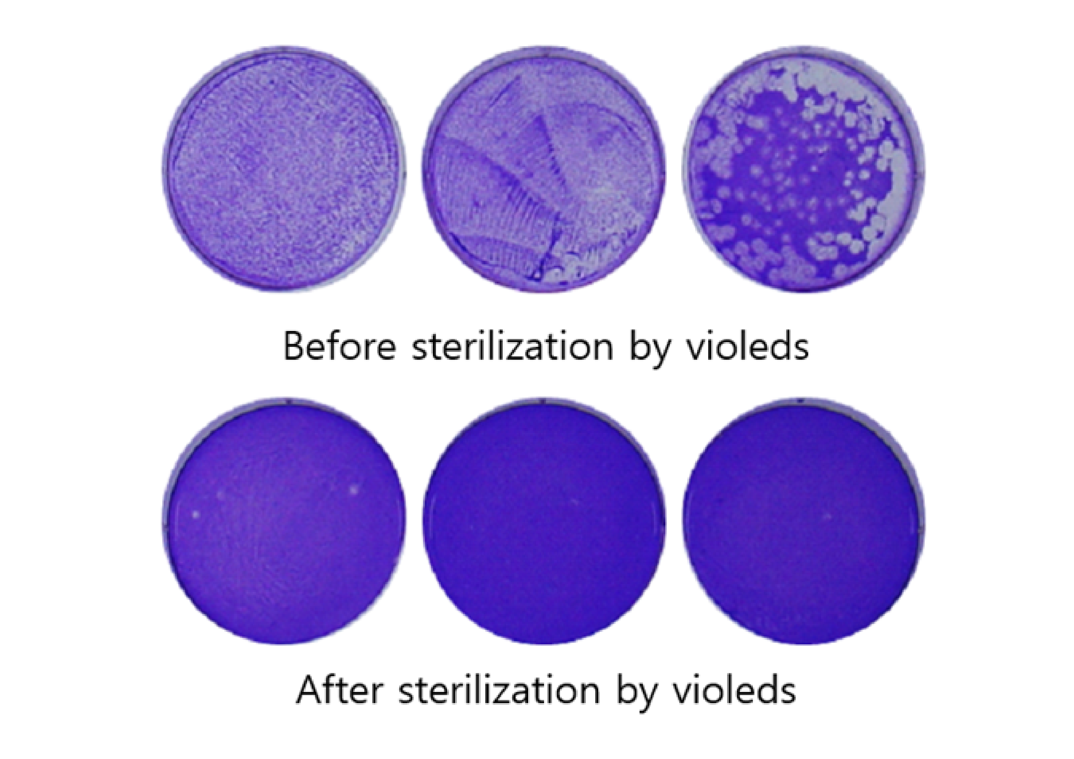 Вирус до и после стерилизации с помощью Violeds