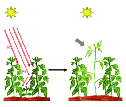 растения, свет и растения